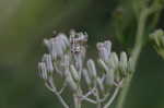 Ovateleaf Indian plantain